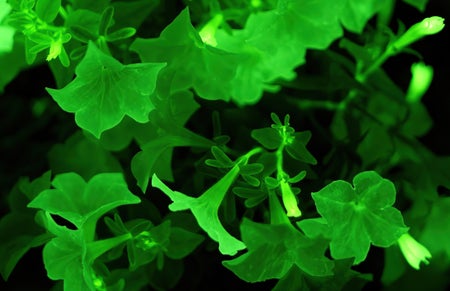 Close-up of a firefly glow-in-the-dark-petunia.