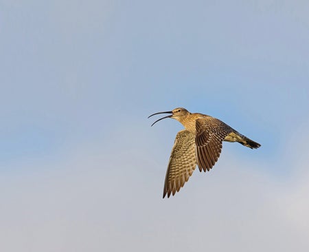 Whimbrel.