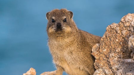 A rock hyrax looks directly at the camera, with its body half-hidden by a rock.