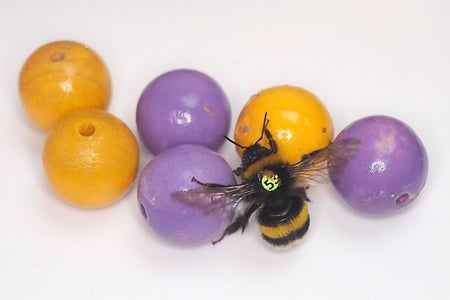 A bumblebee is shown with purple and yellow balls.