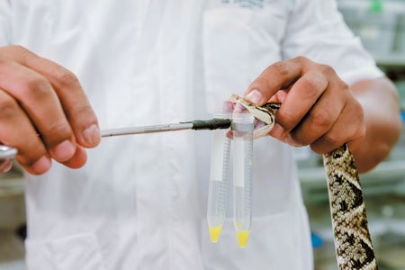 The mapaná, a species of pit viper, being prepared to collect venom to use for antivenom production.