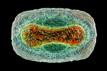 Monkeypox virus particle