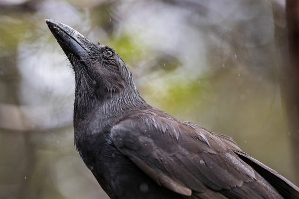 Photo of ‘Alalā or Hawaiian crow (Corvus hawaiiensis)