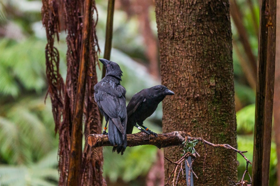 Photo of ‘Alalā or Hawaiian crow (Corvus hawaiiensis)