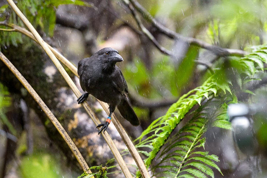 Photo of ‘Alalā or Hawaiian crow (Corvus hawaiiensis)