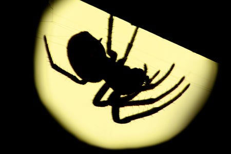 Large spider hanging upside down in silhouette in the center of a rounded spot of a light