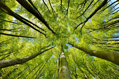 Beech Tree Forest in Early Spring from below.