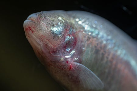 A silvery fish with no eye on a dark background