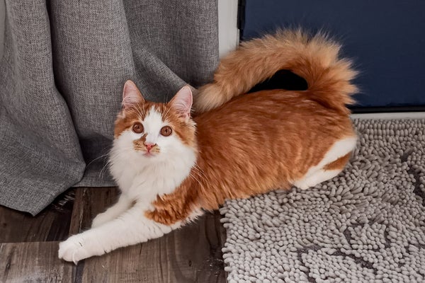 Orange and white longhaired cat with spitz-like tail