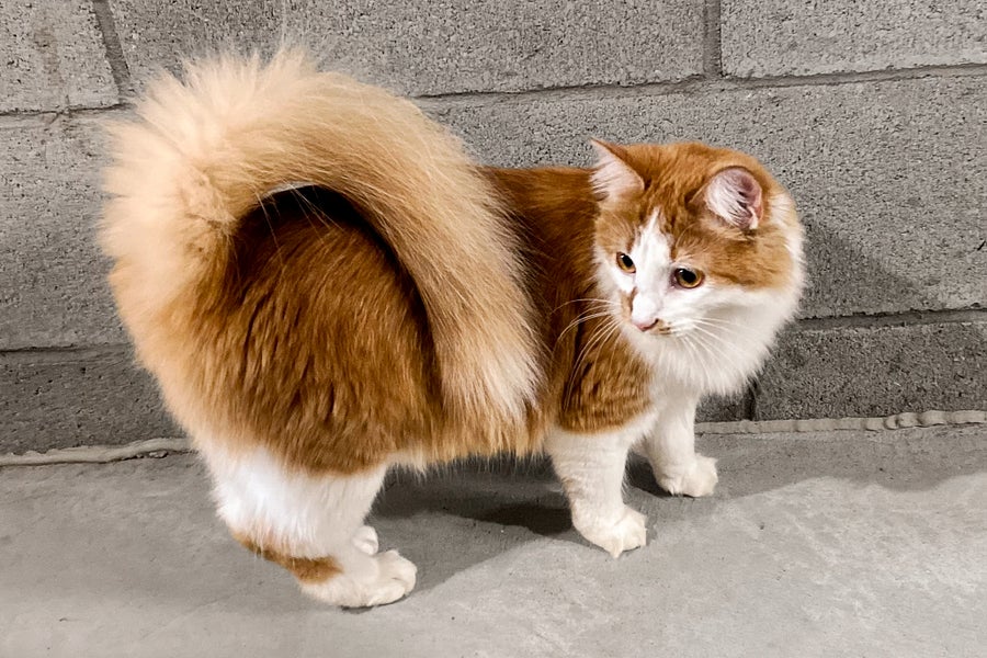 Orange and white longhaired cat with spitz-like tail