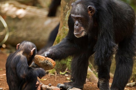 Western chimpazee (Pan troglodytes verus) female 'Fana' aged 54 years showing her infant grandson 'Flanle' aged 3 years how to crack open palm oil nuts by using a stone as a tool