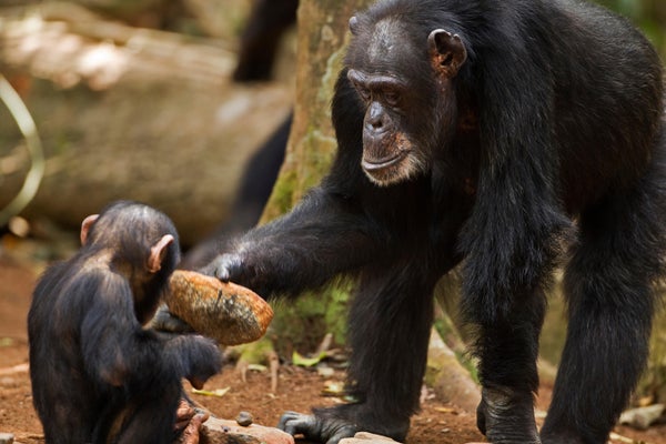 Western chimpazee (Pan troglodytes verus) female 'Fana' aged 54 years showing her infant grandson 'Flanle' aged 3 years how to crack open palm oil nuts by using a stone as a tool