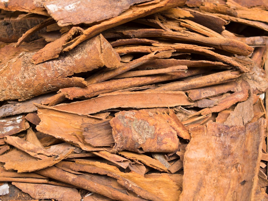 Cinnamon trees bark