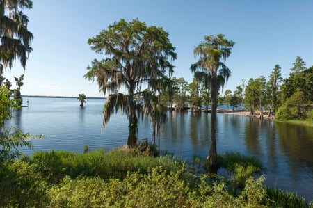 A Cypress Lake Cove in Lake county Central Florida.