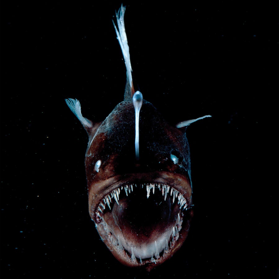 Deep sea Anglerfish (Melanocoetus sp.) female with lure projecting from head to attract prey, surrounded by black in the deep sea