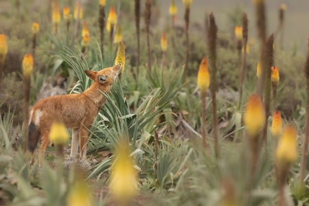 Photo of an Ethiopian wolf standing amongst flowering Ethiopian red hot poker plants while feeding on the nectar of one of the flowers