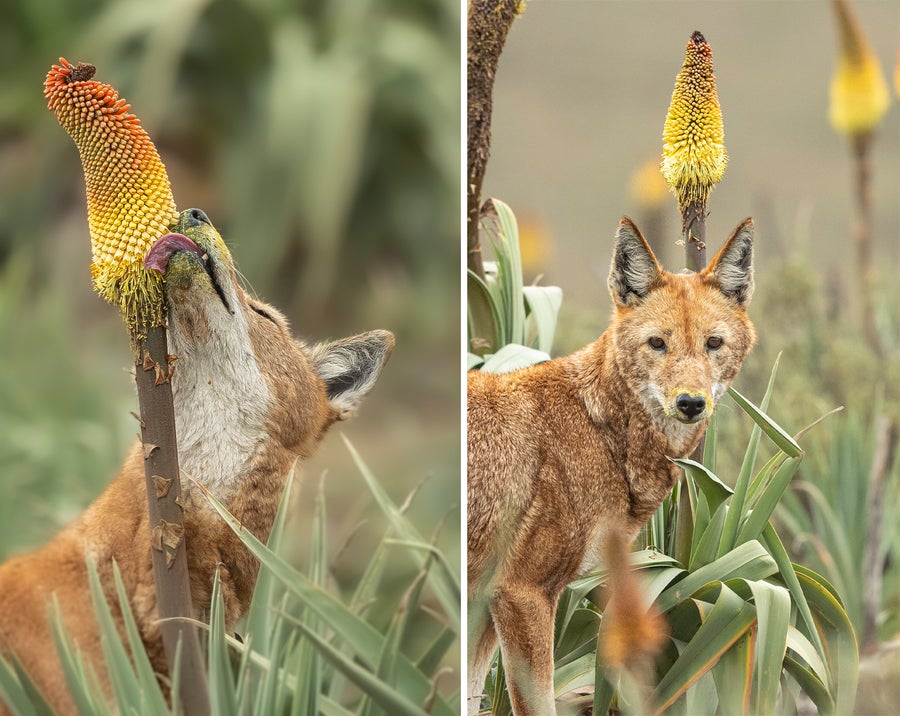 Diptych of two photos side by side. On the left an Ethiopian wolf licks the nectar from an Ethiopian red hot poker flower. On the right an Ethiopian wolf looks towards the camera with pollen on its muzzle after feeding on the nectar