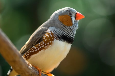 A male zebra finch sitting on a branch