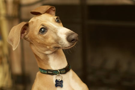 Italian Greyhound portrait asking for treat.