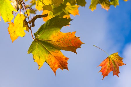 Colorful yellow, red orange autumn maple leaves on a branch against a blue sky background and falling leaves