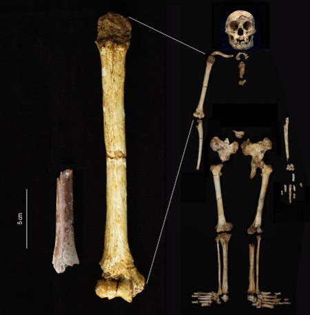 The Mata Menge humerus fragment (left) shown at the same scale as the humerus of Homo floresiensis from Liang Bua.