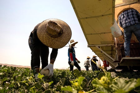 Workers with straw hats harvesting canteloupe in a field into a yellow truck.