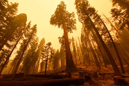 Sequoia trees in front of yellow sky.