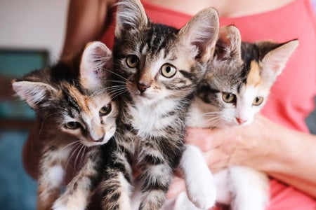 Woman in red dress holding three striped kittens.