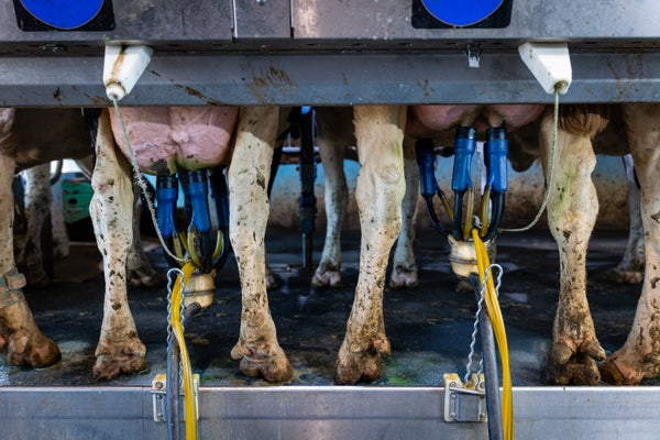 Photograph of cows being milked at a dairy farm, only their udders, rear feet, and milking equipment is visible