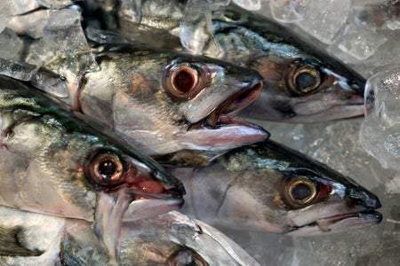 Fresh-caught herring on ice in Portland, Maine.