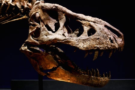 Dinosaur skull shown against a black background.