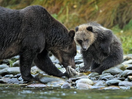 Adult female grizzly bear feeds on a salmon riverside as her cub watches