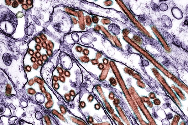 H5N1 virus