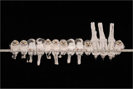 small helmetshrike birds gathered close on a wire, photographed from underneath, some or looking forward, some peer downwards toward the camera displaying wide orange eyes.