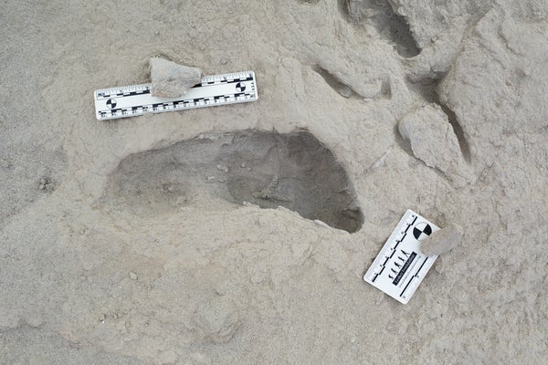 A footprint hypothesized to have been created by a Paranthropus boisei individual.