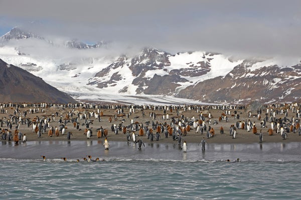 Dozens of penguins gathered on shoreline