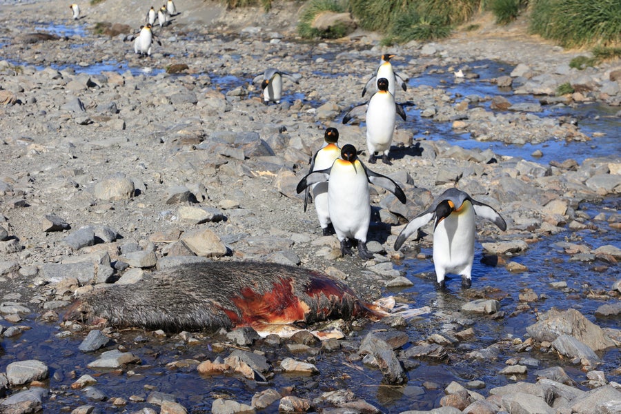 King Penguins with fur sea carcass