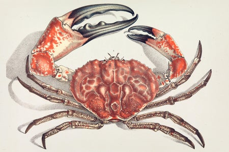 John James Wild illustration of Tasmanian Giant Crab, Pseudocarcinus gigas