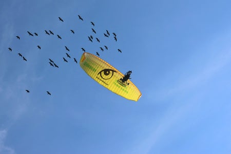 Northern Bald Ibises follow a conservation team member flying a powered parachute aircraft, photographed from below