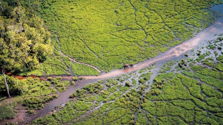 Aerial view of two elephants trekking through a rainforest.