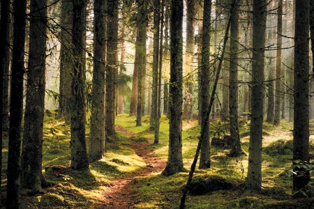 A forest with light coming through the trees.