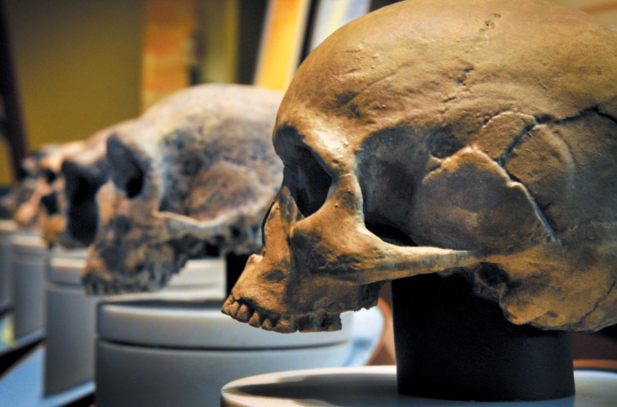 Skull on display in a museum