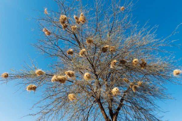 White-browed Sparrow-Weaver nests and roosts.