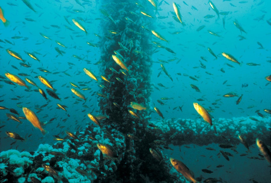 An offshore oil infrastructure underwater, surrounded by a group of swimming yellow fish