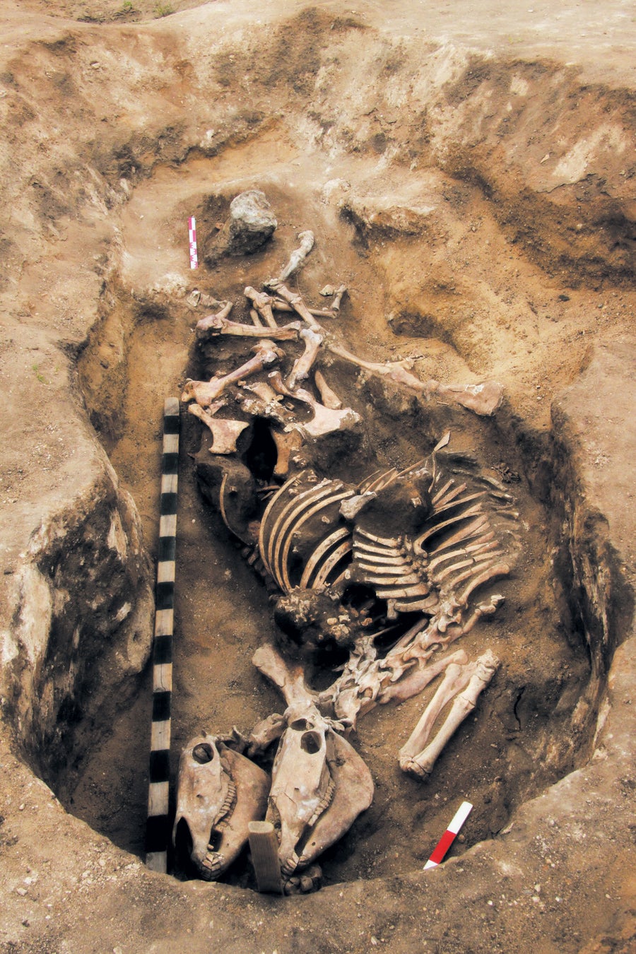 Bones in a burial site