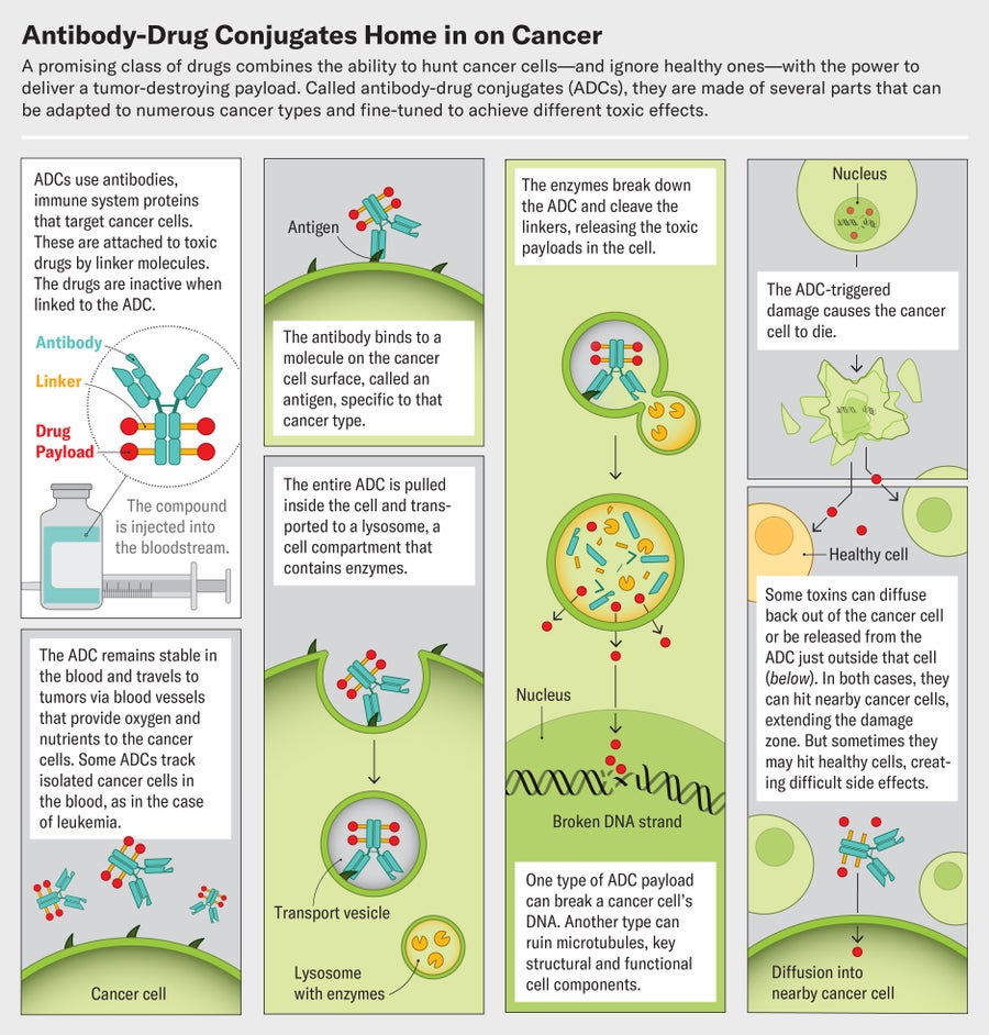 Graphic shows the components of an antibody-drug conjugate, and how it works in the body to deliver its drug payload to cancer cells.