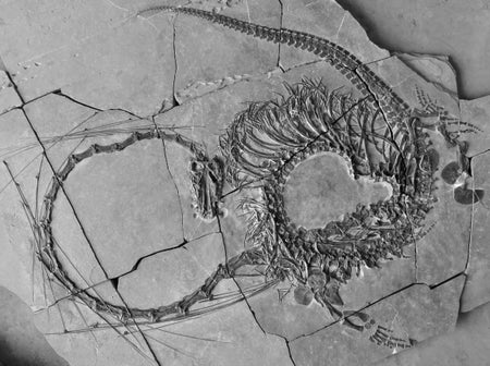 Five-meter-long aquatic reptile fossil