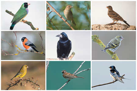 Solving the Mystery of Songbird Diversity