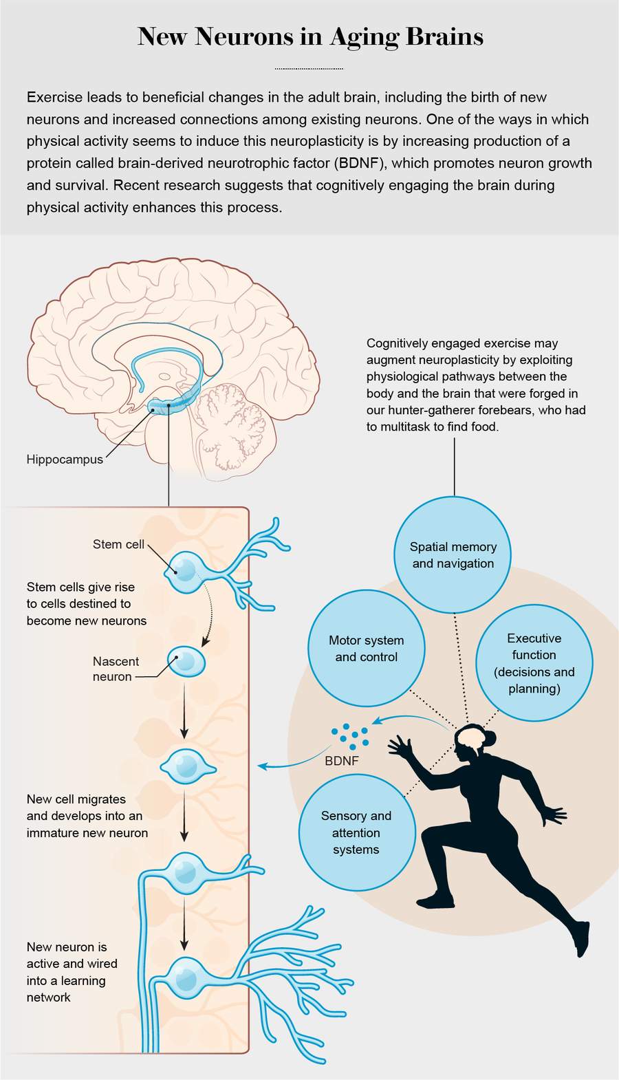 Graphic shows how increased production of the protein BDNF may promote neuron growth and survival in the adult brain.