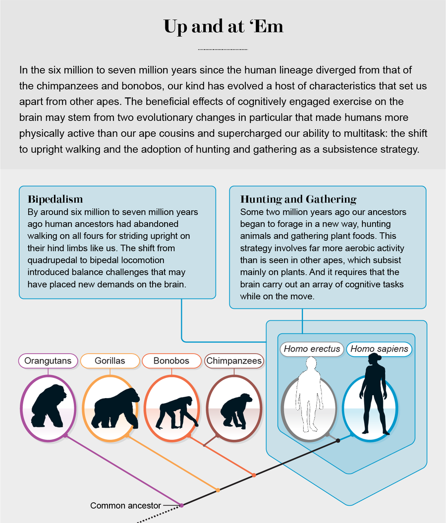 Cladogram highlights 2 evolutionary changes that made humans more physically active than our ape cousins: bipedalism & hunting/gathering.